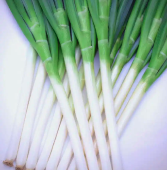 大葱种植一体化