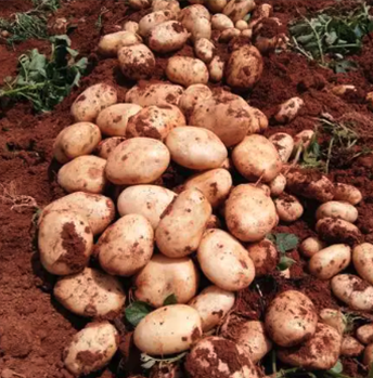 马铃薯产业