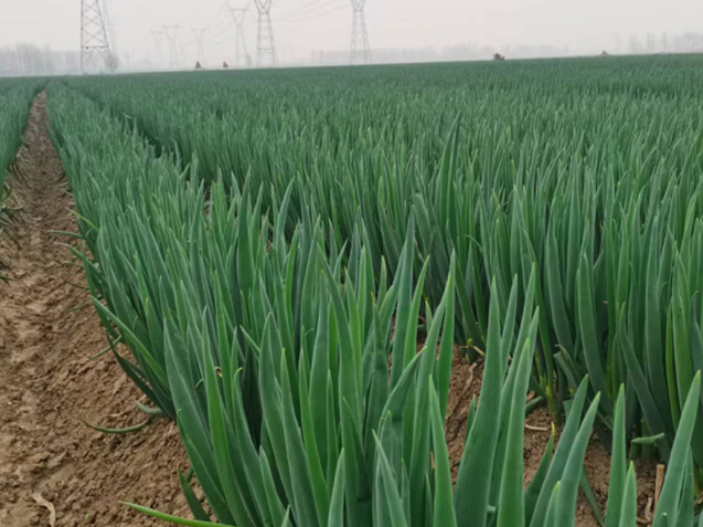 首次大葱种植基地